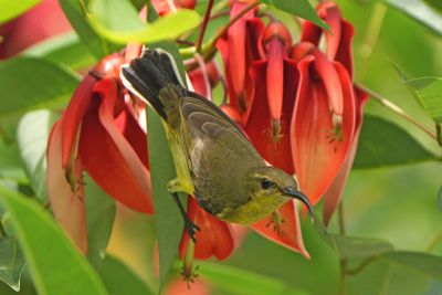 GARDEN SUNBIRD - BZZ01516a.jpg