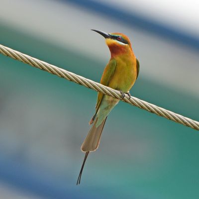 BLUE-TAILED BEE-EATER - BYZ02227a.jpg