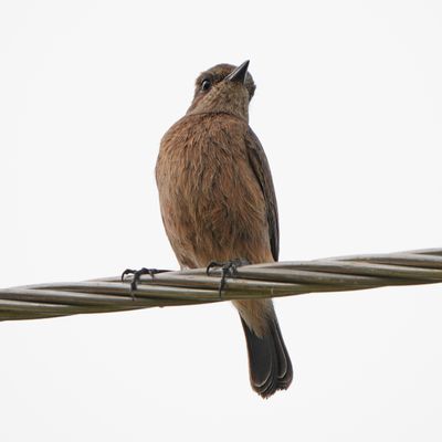 PIED BUSHCHAT - BYZ02188a.jpg