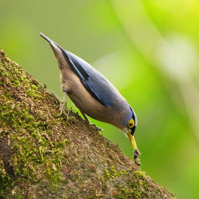 SULPHUR-BILLED NUTHATCH - BZZ00856a.jpg