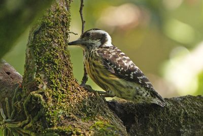 PHILIPPINE PYGMY WOODPECKER - BZZ00787a.jpg
