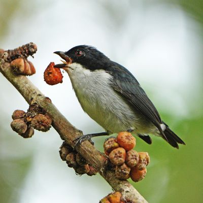 BICOLORED FLOWERPECKER - BZZ00641a.jpg