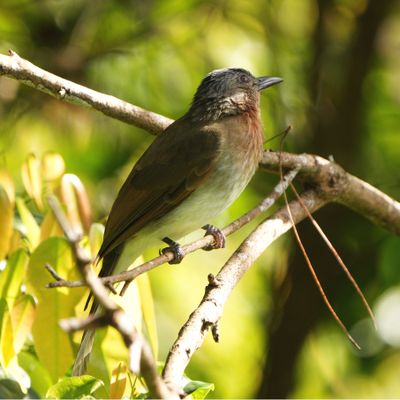 PHILIPPINE BULBUL - BZZ00714a.jpg