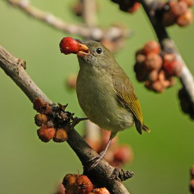 BUZZING FLOWERPECKER - BZZ00485a.jpg