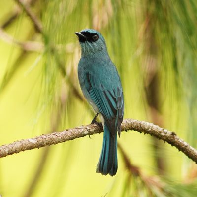 TURQUOISE FLYCATCHER - BYZ02722a.jpg