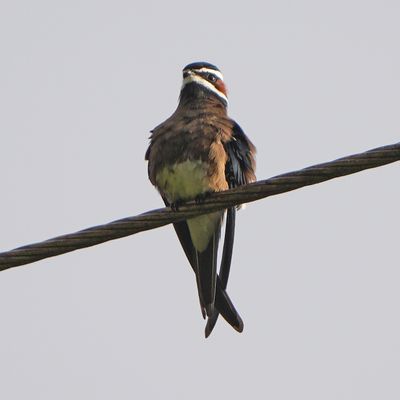 WHISKERED TREESWIFT - BZZ01678a.jpg