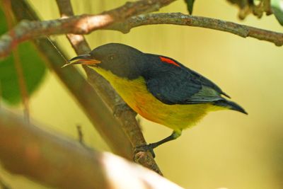 ORANGE-BELLIED FLOWERPECKER - BYZ02702a.jpg