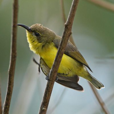 GARDEN SUNBIRD - BZZ01541a.jpg