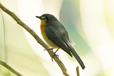 MANGROVE BLUE FLYCATCHER - BYZ02810a.jpg