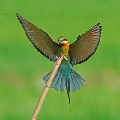 BLUE-TAILED BEE-EATER - BOY07613aa.jpg