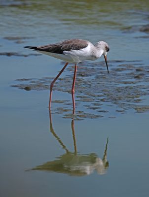 BLACK-WINGED STILT - BYZ03020a.jpg