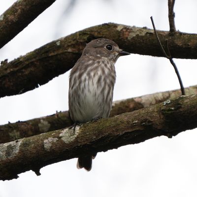 GREY-STREAKED FLYCATCHER - BZZ01624a.jpg