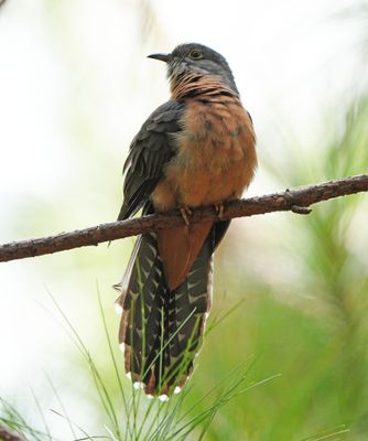 RUSTY-BREASTED CUCKOO - BYZ03505a.jpg