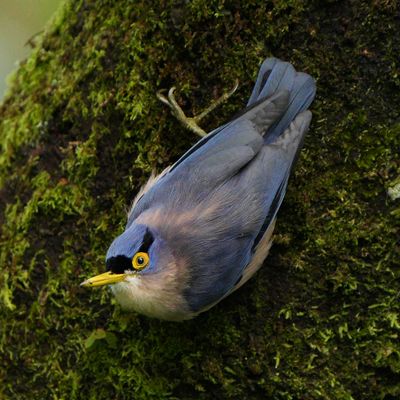 SULPHUR-BILLED NUTHATCH - BZZ01794a.jpg