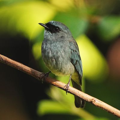 TURQUOISE FLYCATCHER - BYZ09697a.jpg
