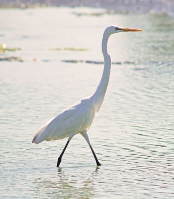 GREAT EGRET - BOY07587a.jpg