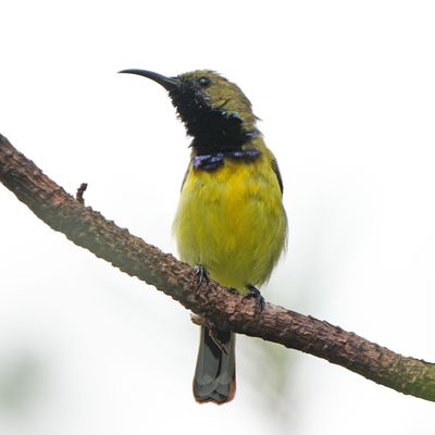 GARDEN SUNBIRD - BZZ01940a.jpg