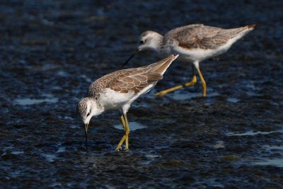 MARSH SANDPIPER - BYZ02982a.jpg