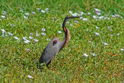 PURPLE HERON - BOY07600a.jpg