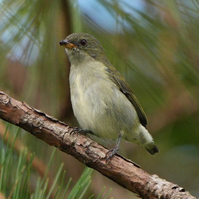 BICOLORED FLOWERPECKER - BZZ01179a.jpg