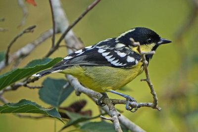ELEGANT TIT - BYZ02007a.jpg