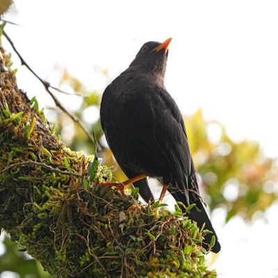 ISLAND THRUSH - BYZ02505a.jpg