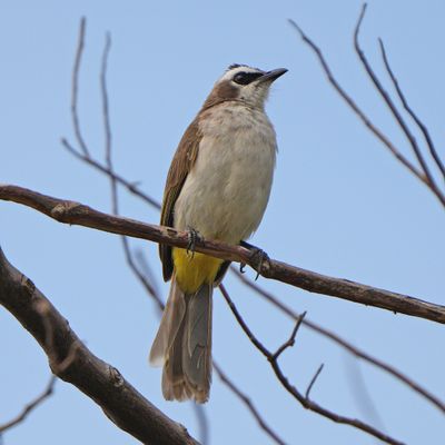 YELLOW-VENTED BULBUL - BYZ02183a.jpg