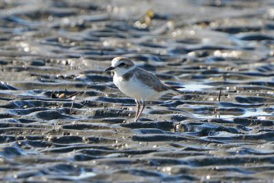 KENTISH PLOVER - BYZ02841a.jpg