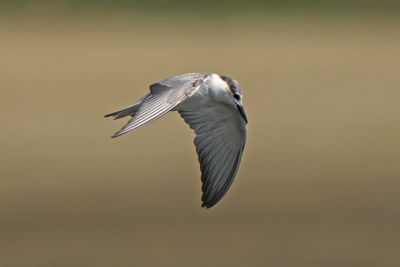 WHISKERED TERN - BYZ03074a.jpg