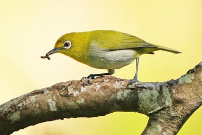WARBLING WHITE-EYE - BYZ02682a.jpg