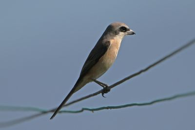 BROWN SHRIKE - BYZ03004a.jpg
