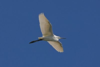 LITTLE EGRET - BYZ03164a.jpg
