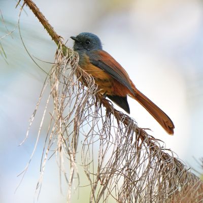 BLUE-HEADED FANTAIL - BYZ03781a.jpg