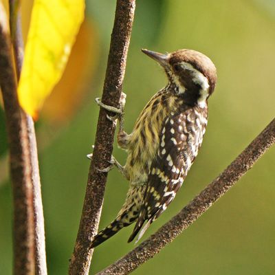 PHILIPPINE PYGMY WOODPECKER - BYZ02620a.jpg