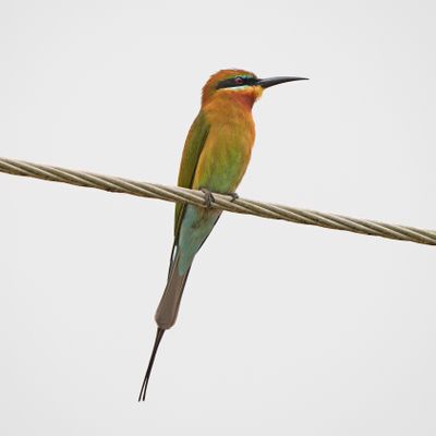 BLUE-TAILED BEE-EATER - BYZ02212a.jpg