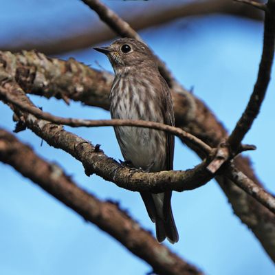 GREY-STREAKED FLYCATCHER - BYZ02016a.jpg