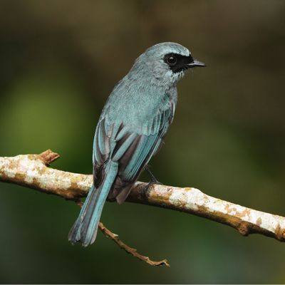TURQUOISE FLYCATCHER - BZZ01649a.jpg