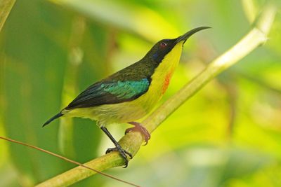 LUZON SUNBIRD - BYZ02457a.jpg