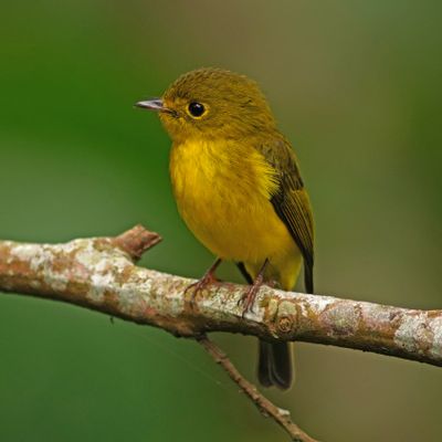 CITRINE CANARY FLYCATCHER - BYZ02713a.jpg