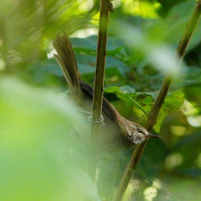 PHILIPPINE BUSH WARBLER - BYZ04386a.jpg