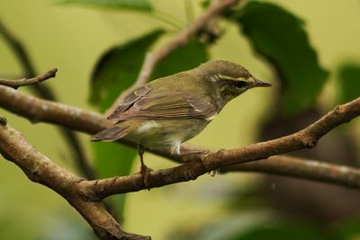 ARCTIC WARBLER - BYZ02697a.jpg
