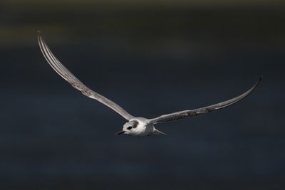WHISKERED TERN - BYZ03149a.jpg