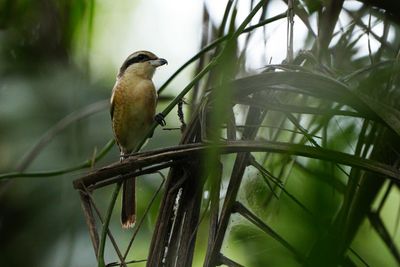 BROWN SHRIKE - BYZ04551a.jpg