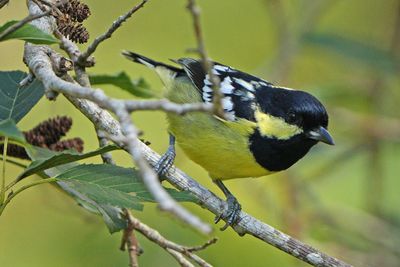 ELEGANT TIT - BYZ02005a.jpg
