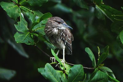 BLACK-CROWNED NIGHT-HERON - BYZ04594a.jpg