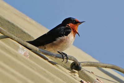 PACIFIC SWALLOW - BYZ04645aa.jpg