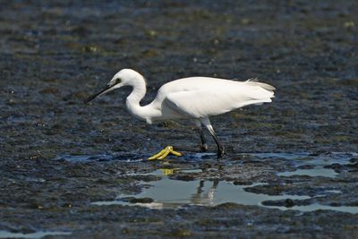 LITTLE EGRET - BYZ03089a.jpg