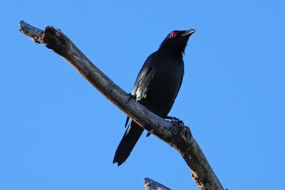 ASIAN GLOSSY STARLING - BYZ05146a.jpg