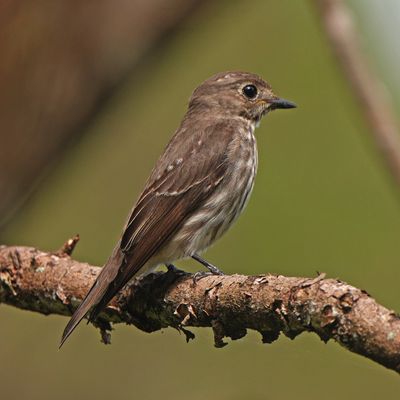 GREY-STREAKED FLYCATCHER - BYZ02736a.jpg