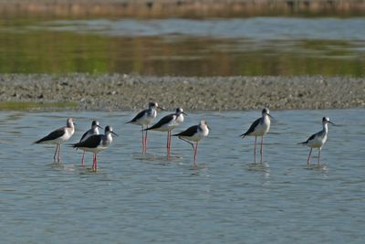 BLACK-WINGED STILT - BYZ02948a.jpg